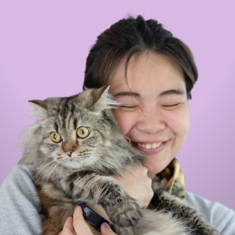Lost Cats