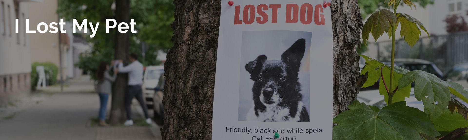 Lost Pet