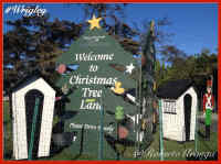 Christmas Tree Lane Welcome Sign Image, No Link Attached